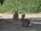 PICTURES/Rabbits/t_Two Bunnies Facing2.JPG